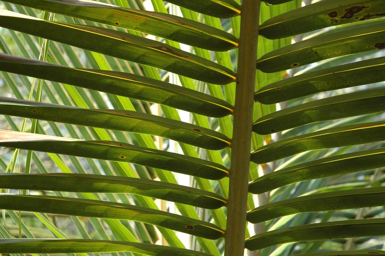Prénoms hawaïens : 7 noms uniques à découvrir absolument 1 prénoms hawaien