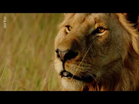 Lion espérance de vie : 12 faits surprenants à découvrir 4 lion espérance de vie