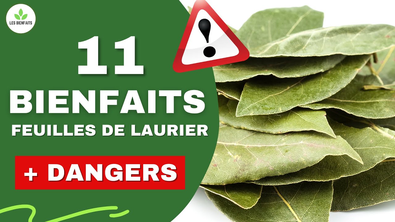 Manger une feuille de laurier par jour : 5 bienfaits surprenants ! 1 manger une feuille de laurier par jour