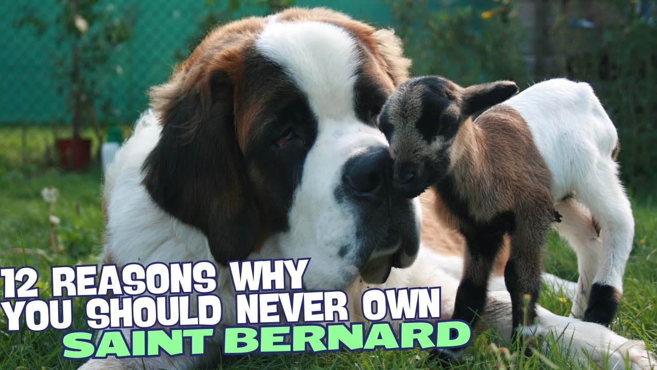Saint Bernard date : 5 faits surprenants à découvrir ! 2 saint bernard date