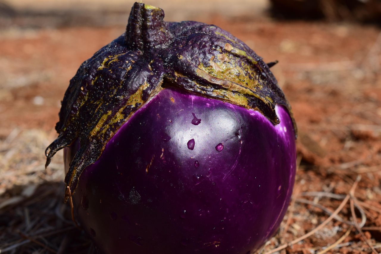 melanzane bambini