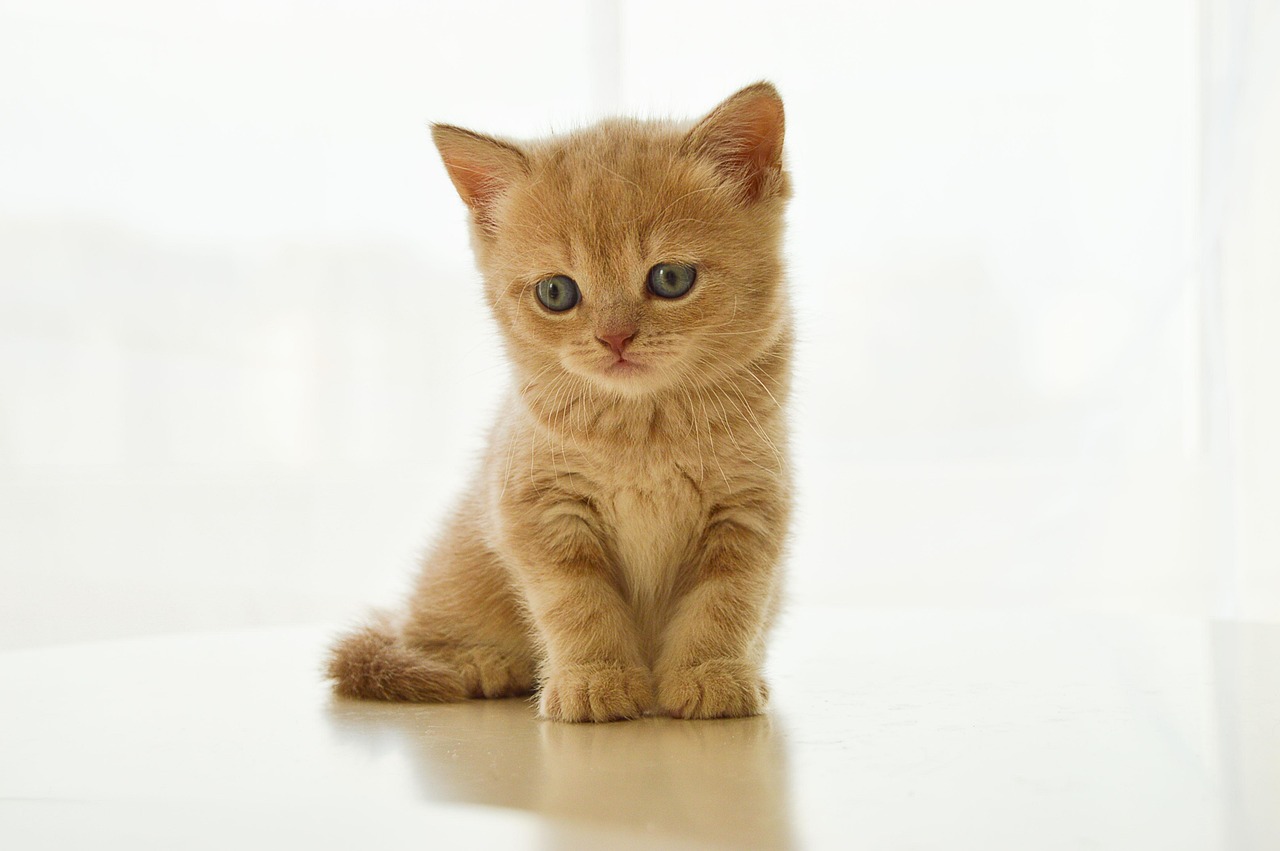 aaaa