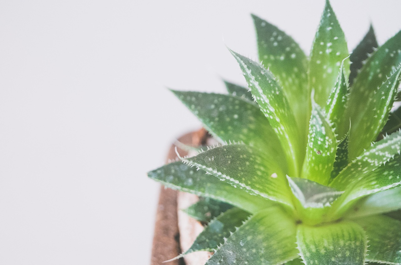 Aloe vera dryck gravid 5 fantastiska fördelar du bör veta! 7 aloe vera dryck gravid