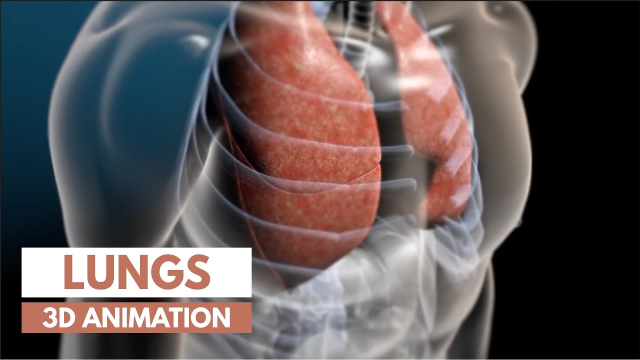 alveolernas funktion