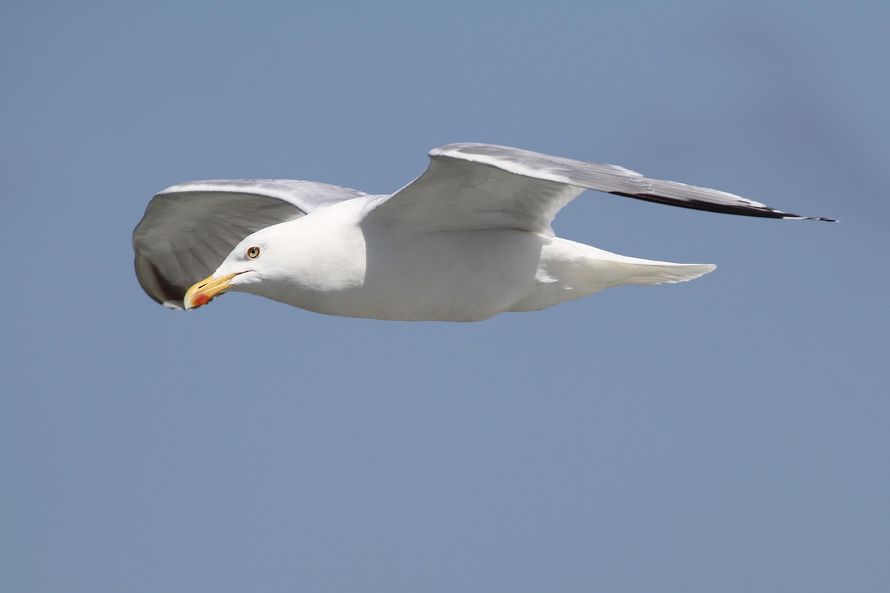 Gul flytning gravid: 5 saker du måste veta! 10 gul flytning gravid