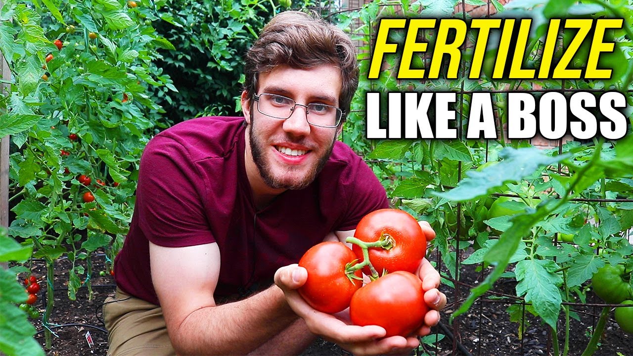 när ska man börja gödsla tomatplantor