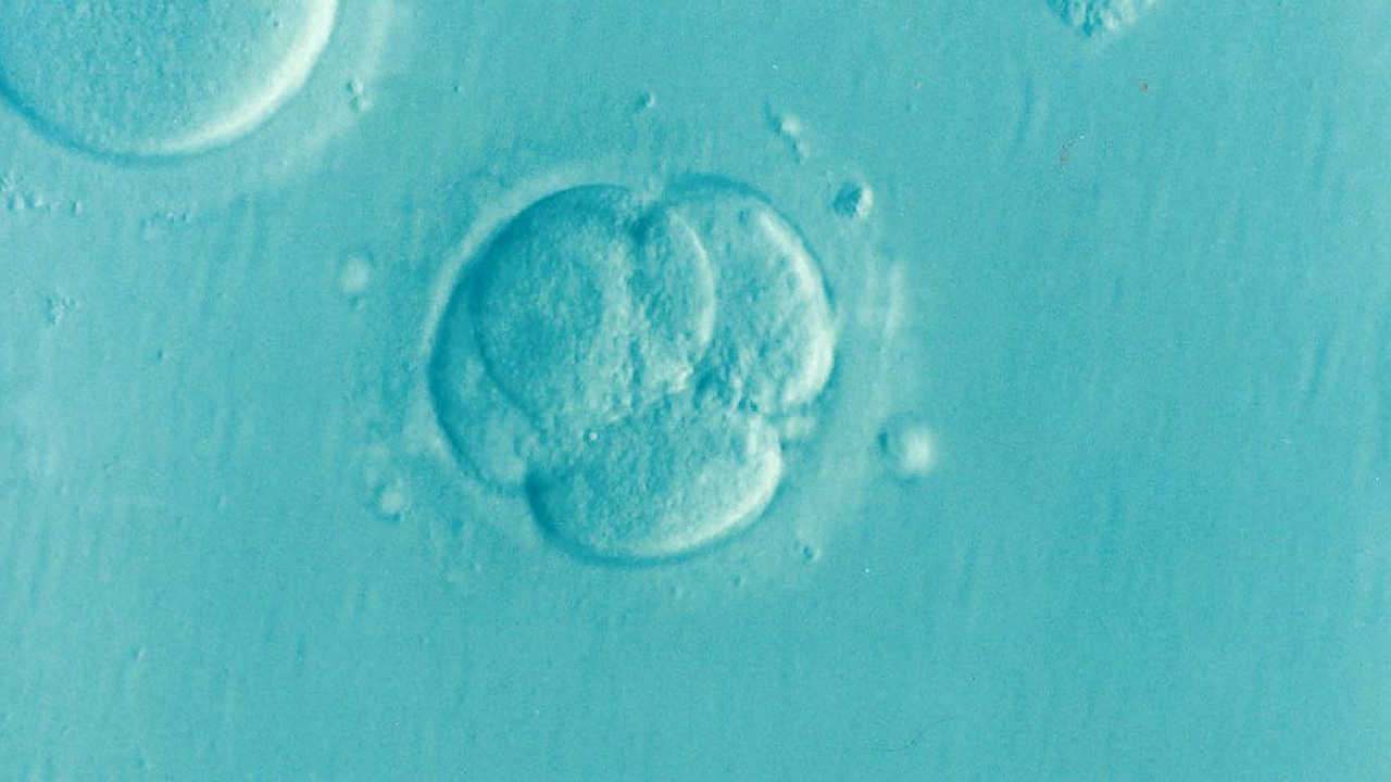 regnbågsbarn ivf