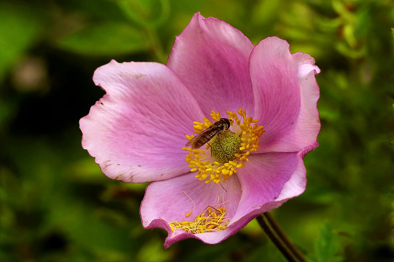 rosa flytning