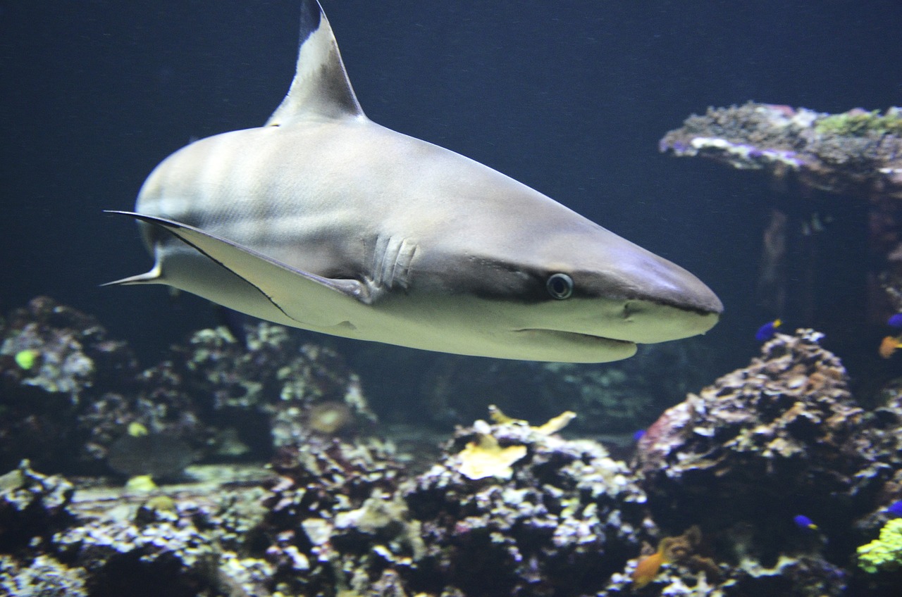 shark flexstyle