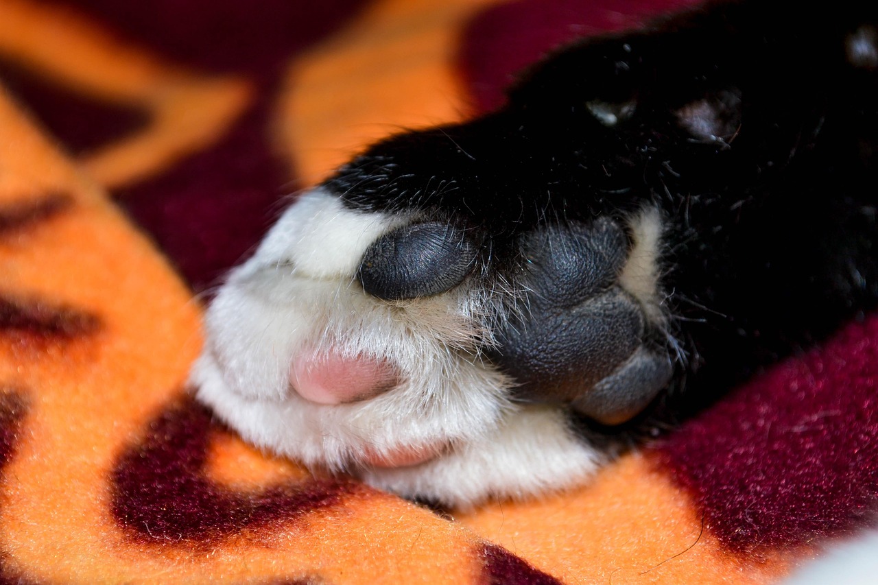 sonos hörlurar