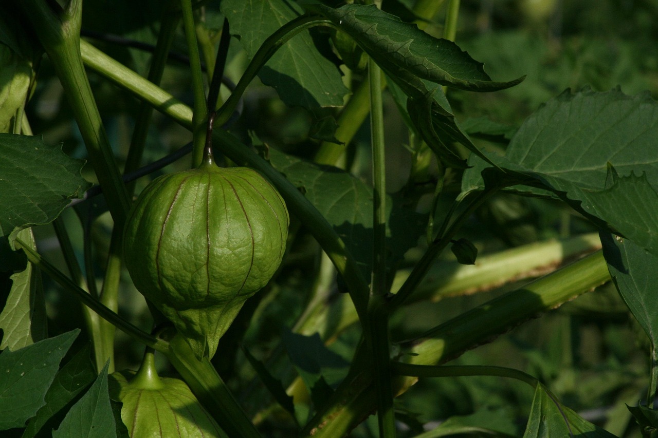 tomatillos