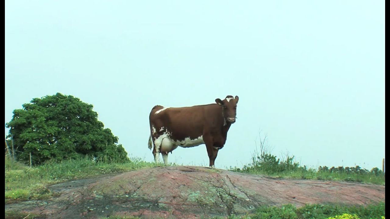 arla ko