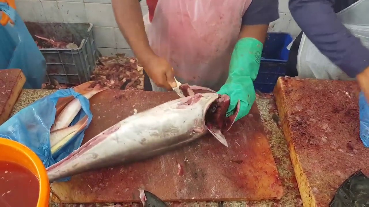 gravid tonfisk