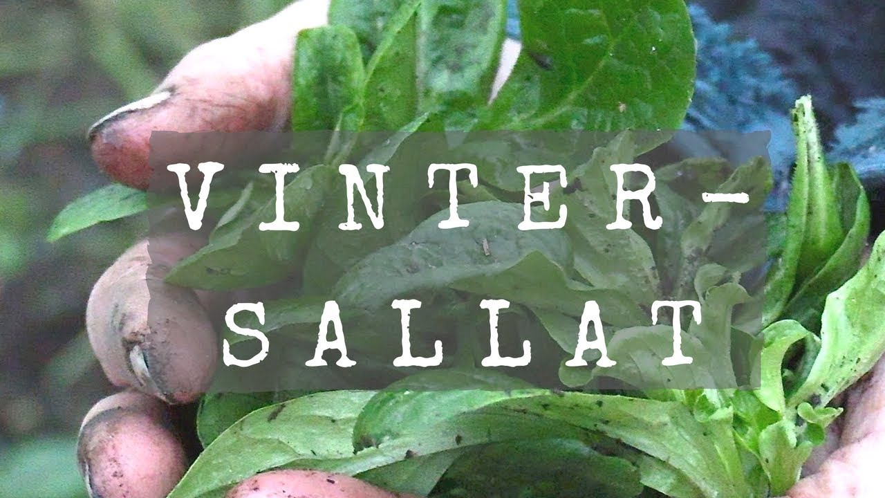 vintersallad