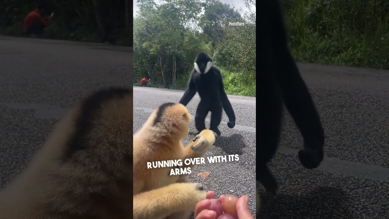 gibbon korsord