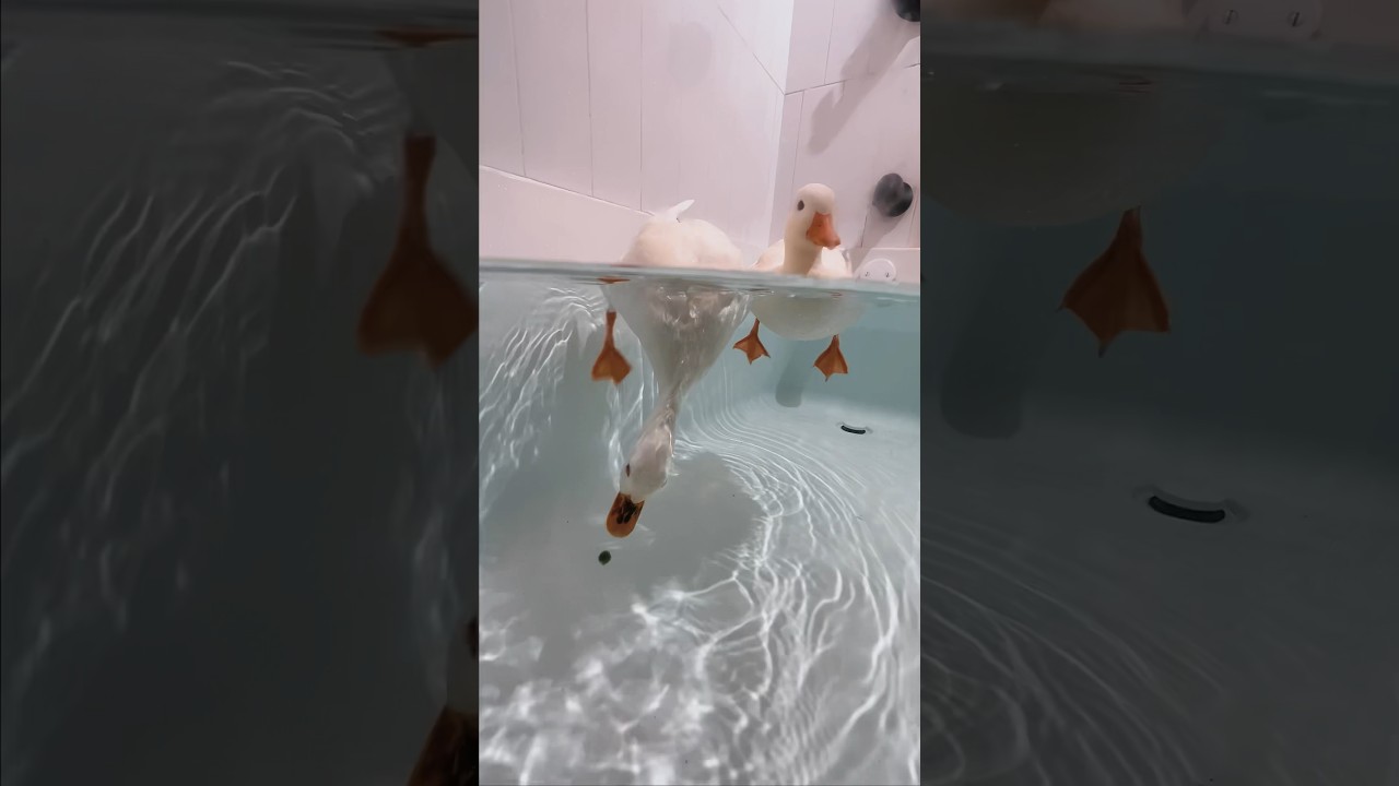 Patos betyder 2025: 7 kraftfulla exempel för att förstå det 7 patos betyder