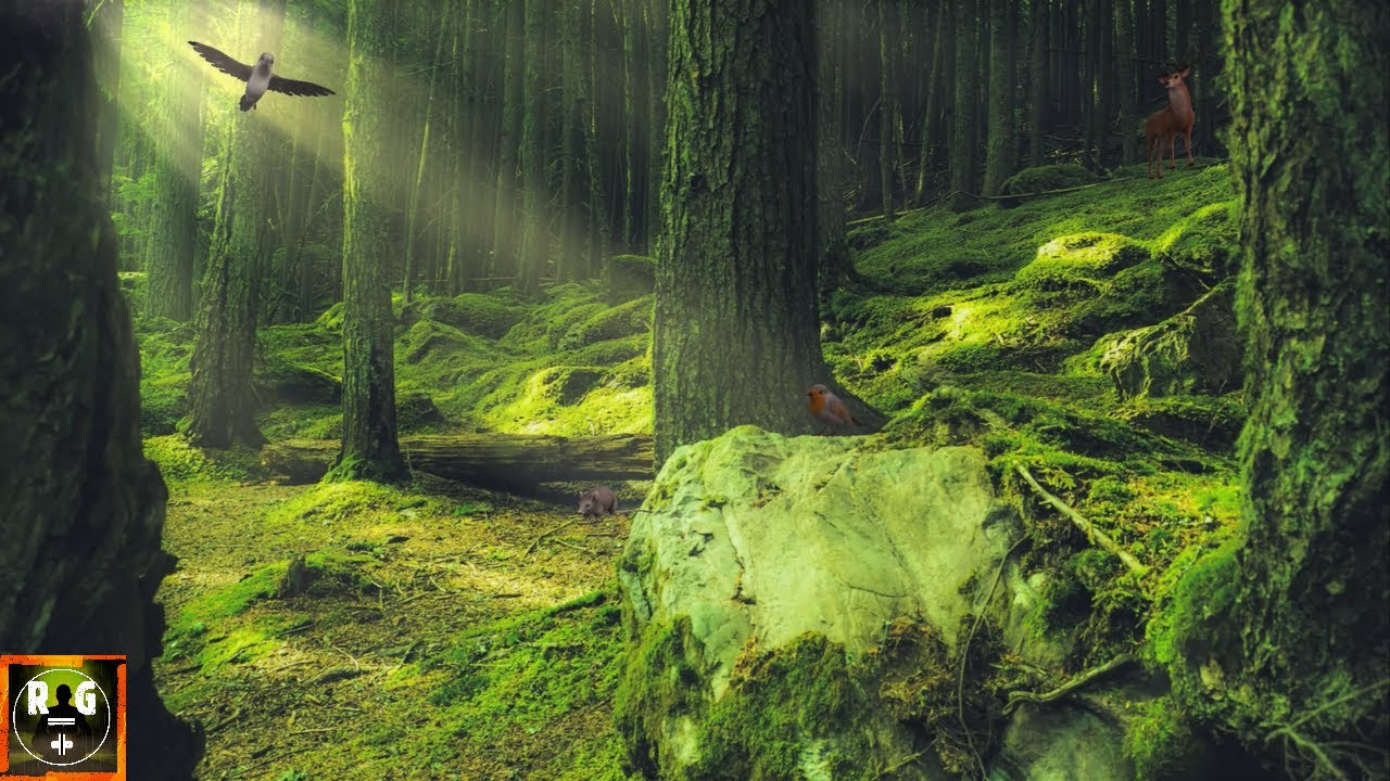 Skog 2025: 7 fantastiska sätt att utforska naturen 8 skog