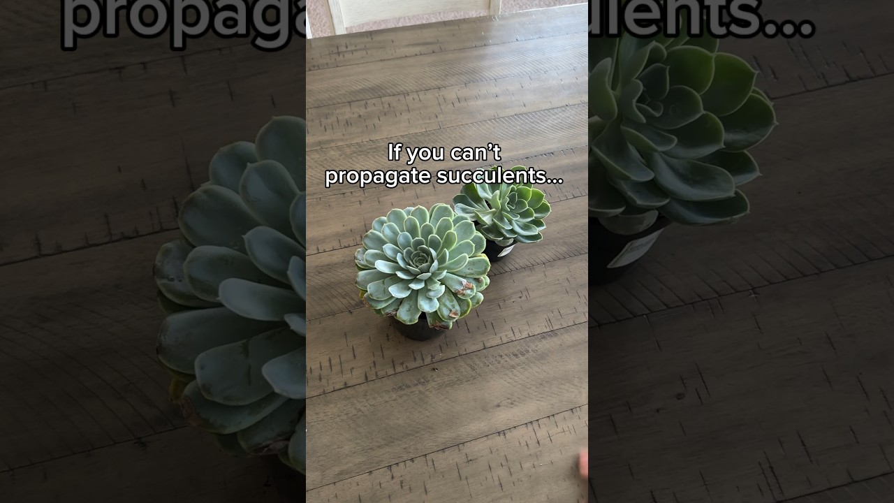 Succulent svenska 2025: 7 fantastiska sorter att odla hemma 9 succulent svenska