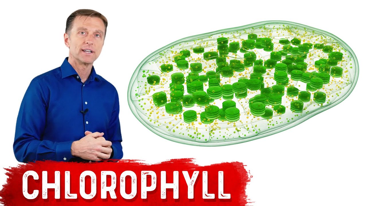 vad är klorofyll