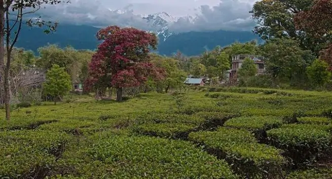El té Kangra y otras hierbas ayurvédicas afirman tener propiedades para bloquear COVID-19