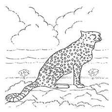 Der Gepard in seinem Lebensraum