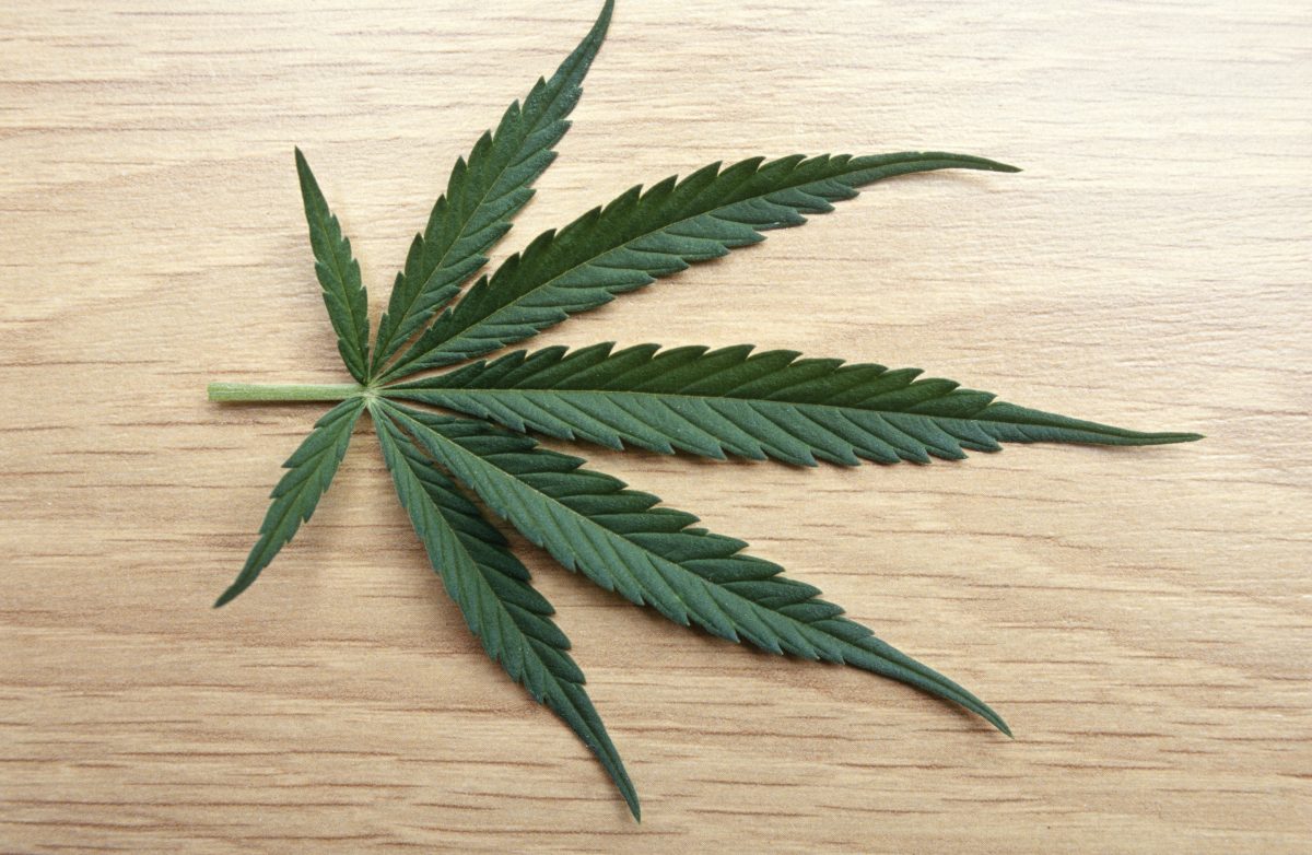 Wie man 6 Formen von Marihuana erkennt