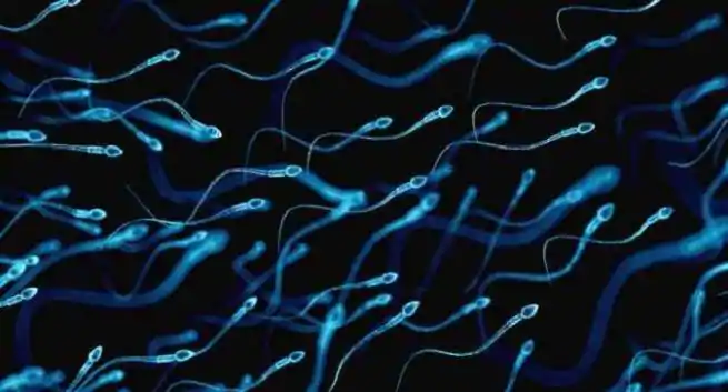 Chinese researchers develops long-lasting and reversible male birth control method