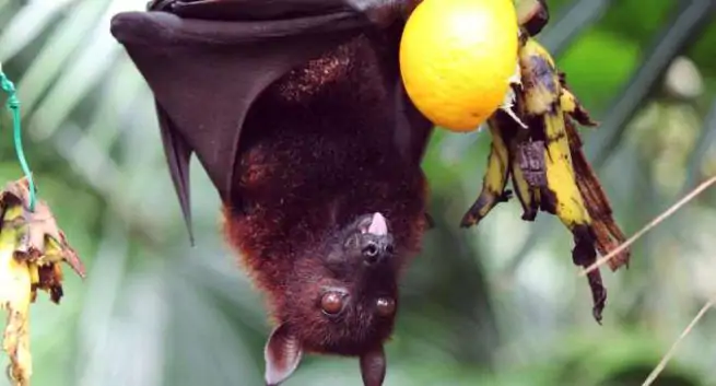 fruit-bats and nipah problem