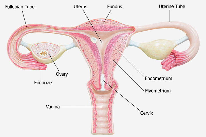 Endometriumdicke Was ist der normale Bereich?