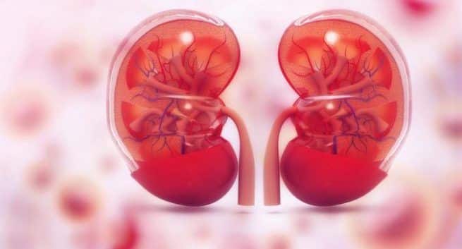 Facts about kidney transplant