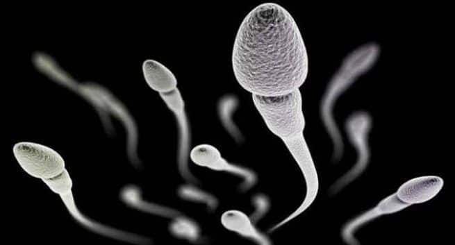 Sperm quality