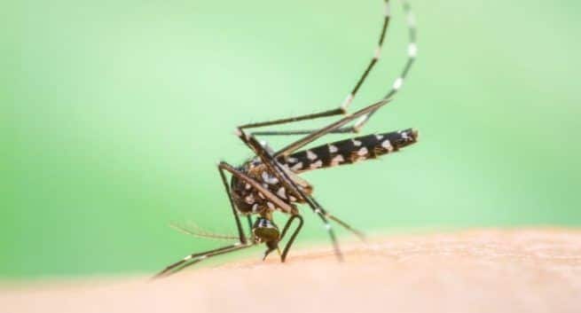 Dengue in Mumbai