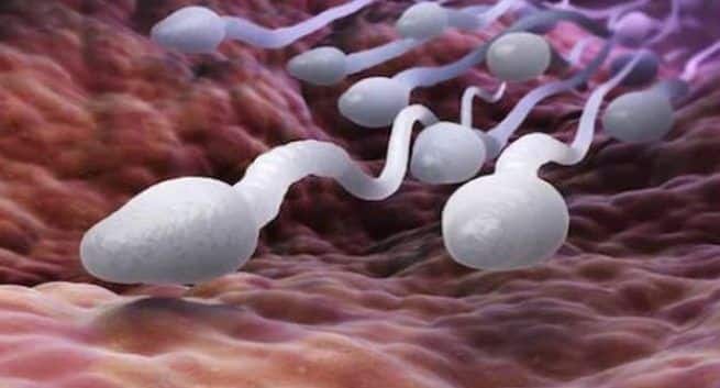sperm-cell-quality