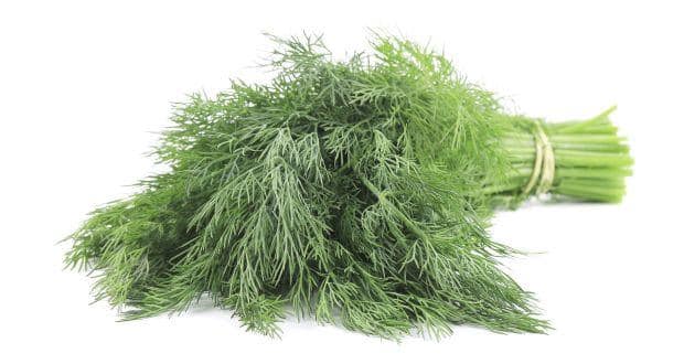 Health benefits of dill leaves