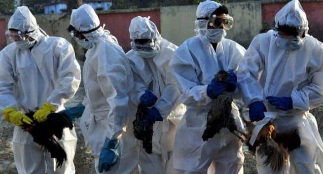 Can humans contract bird flu? Centre issues advisory to stop the spread