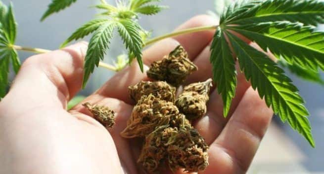 Cannabis and cannabinoids uses, Cannabis uses for mental illness, Cannabis and cannabinoids side effect, Cannabis and cannabinoids benefits, Mental problem treatment, Mental problem health center, Cannabis and cannabinoids India, Lifestyle,Health and Wellbeing,mental health, depression, anxiety