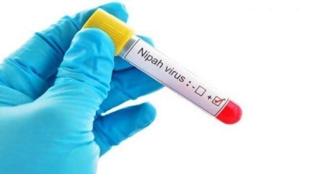 nipah virus problem under control