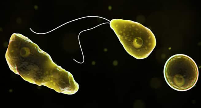 Deadly brain-eating amoeba