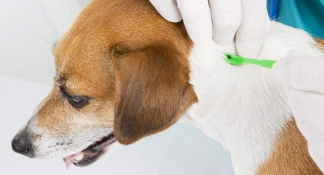 diseases-query-dog-THS