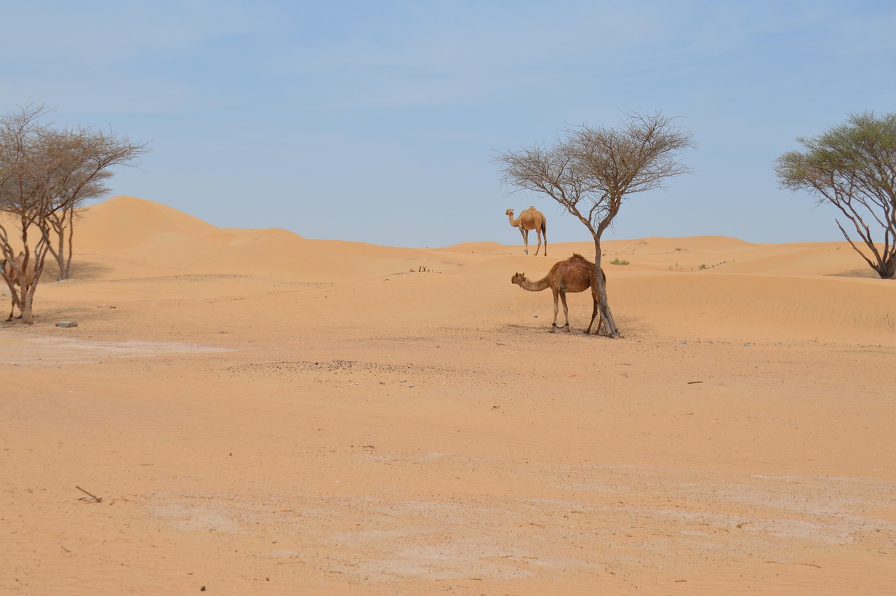 abi bedeutung arabisch