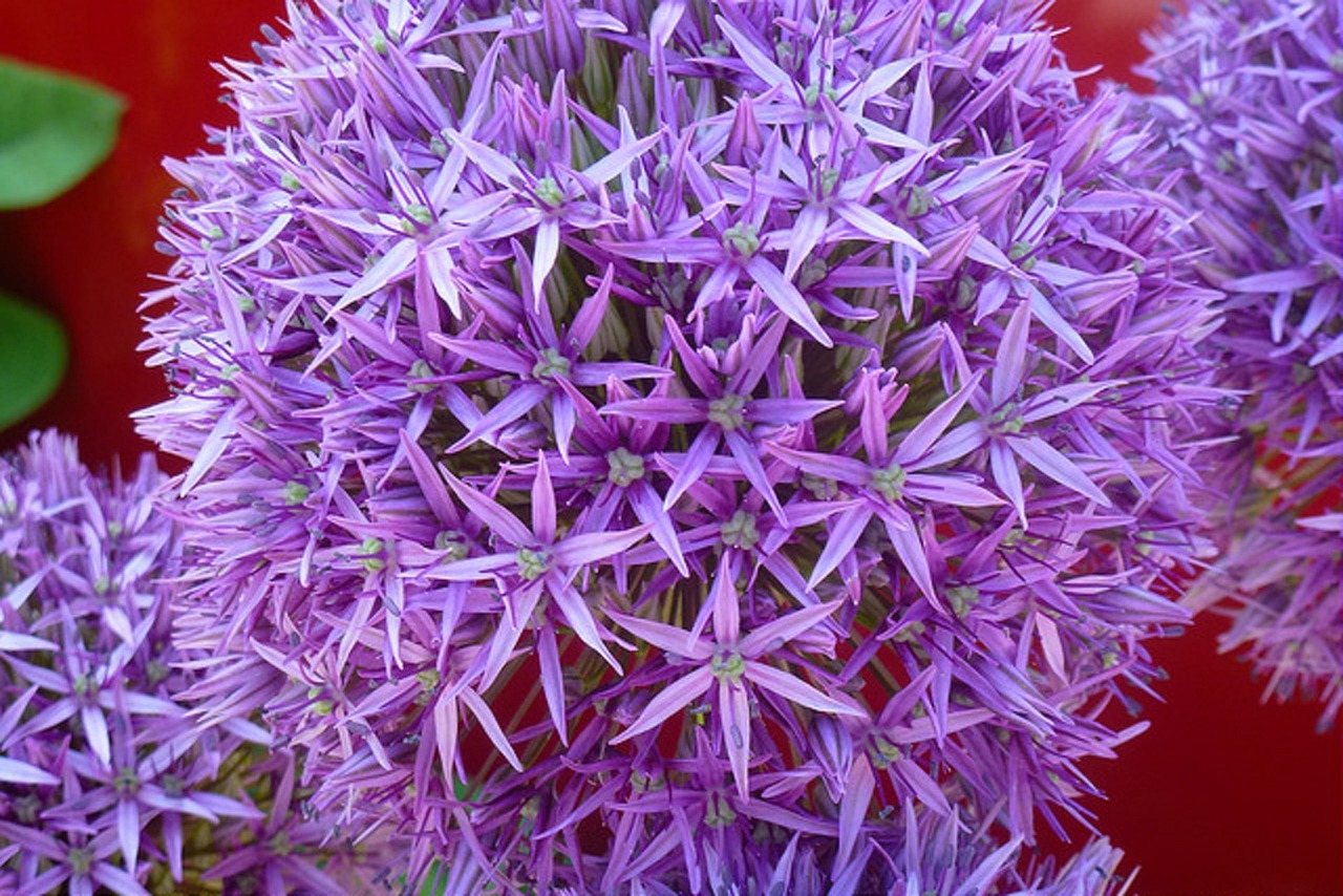 ausmal blume