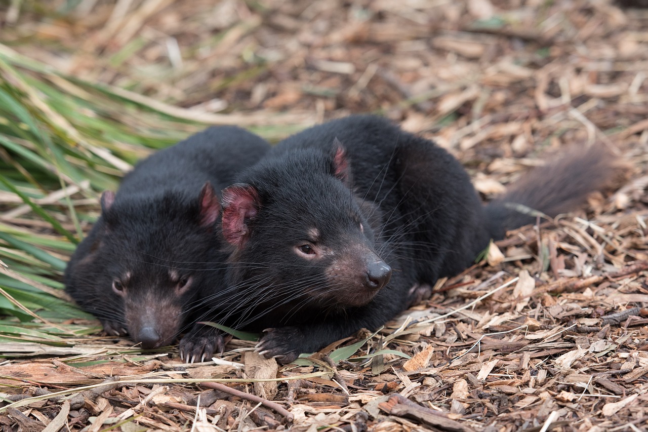 australische ureinwohner namen
