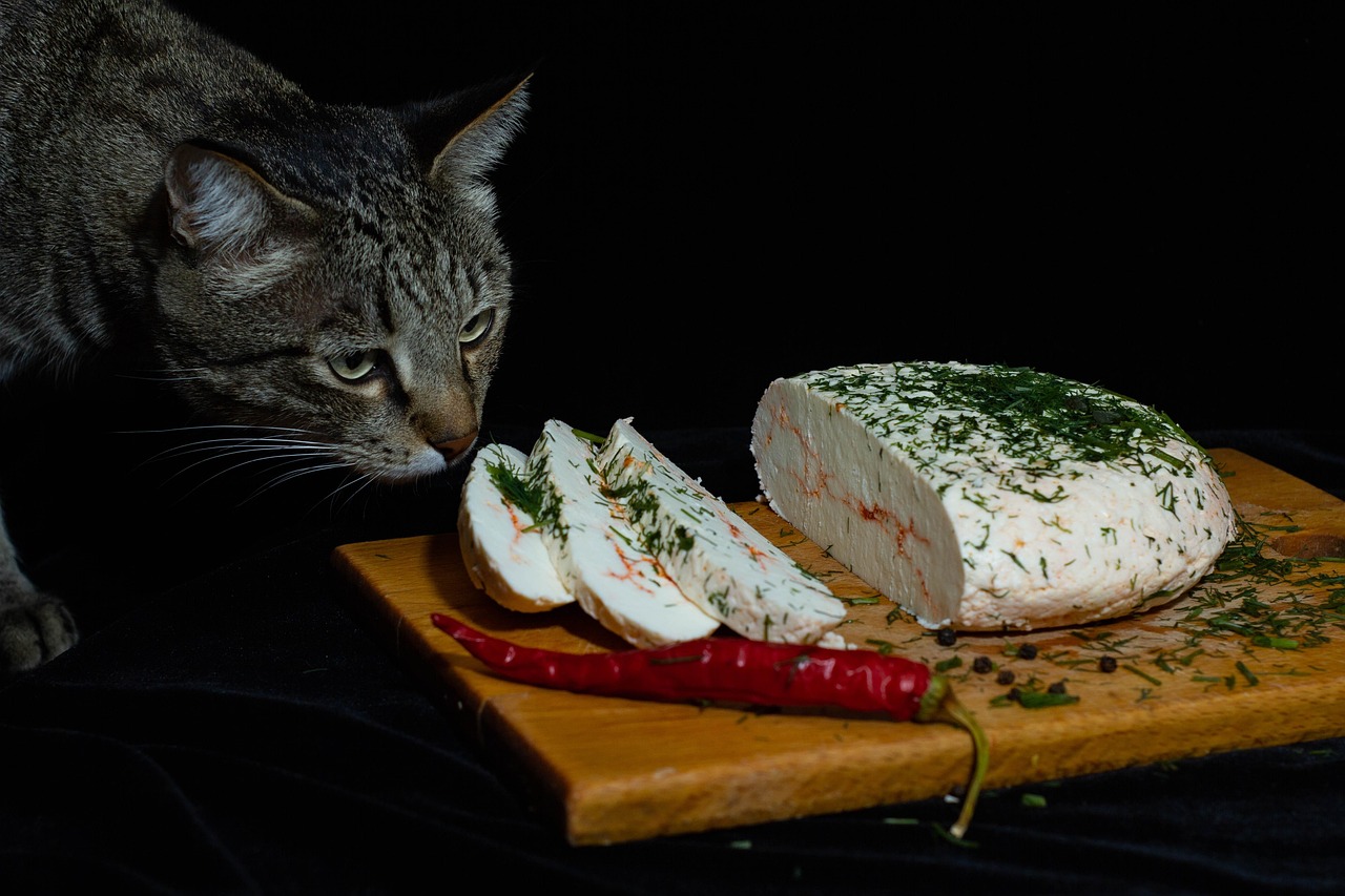 fettarmer käse cholesterin