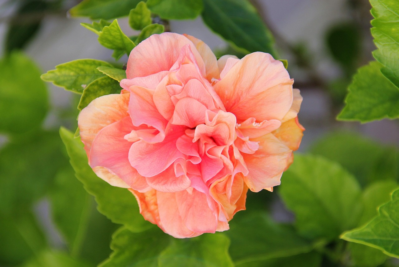 Hibiskusblüte zum Ausmalen 5 kreative Ideen für farbenfrohe Kunst 3 hibiskusblüte zum ausmalen
