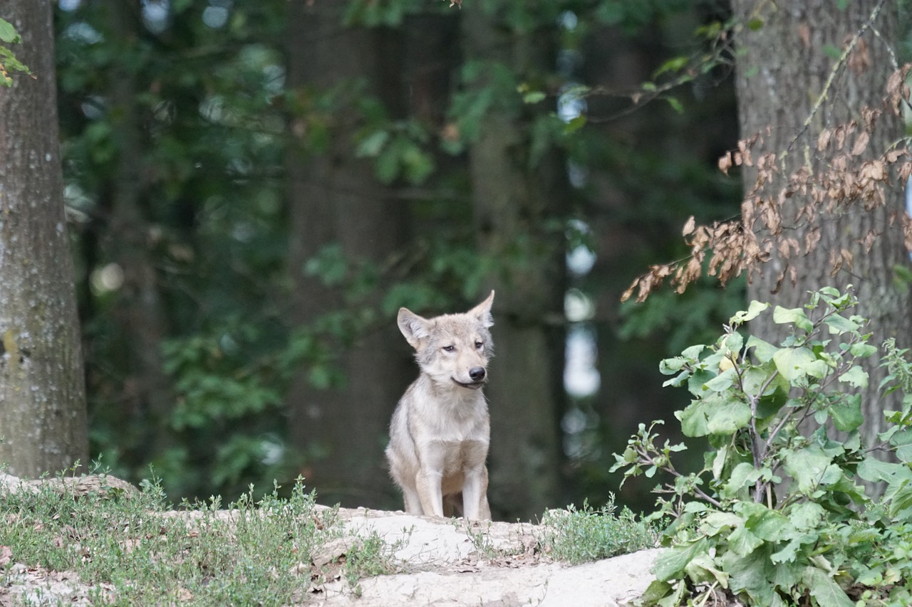 kleiner wolf name