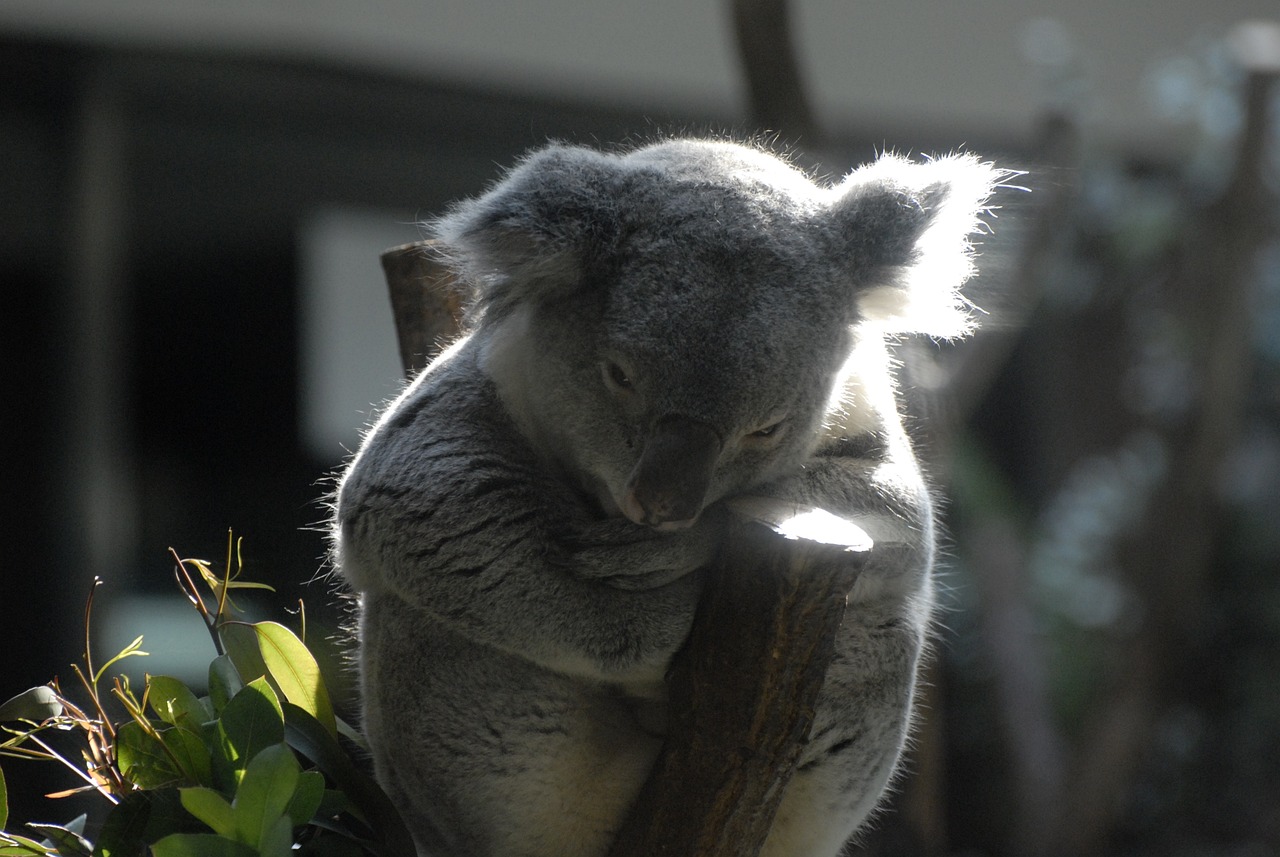 Koala Fakten 7 erstaunliche Dinge, die du noch nicht wusstest 14 koala fakten