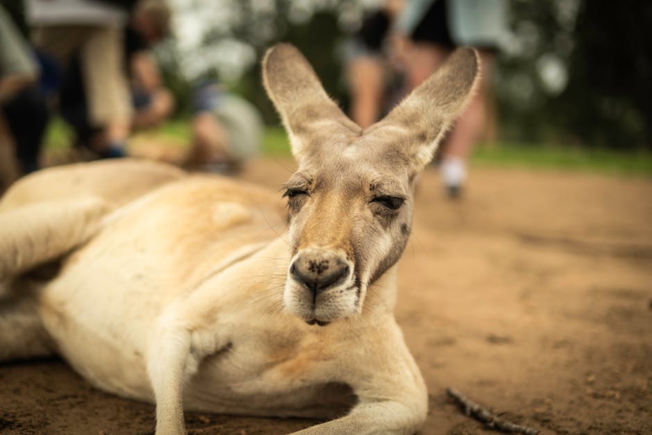 Koala Krallen: 7 faszinierende Fakten über ihre Kraft 5 koala krallen