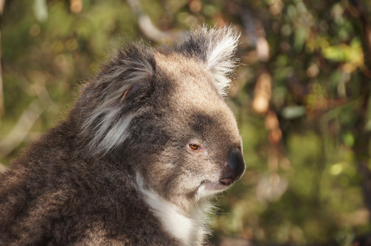 lebenserwartung koala