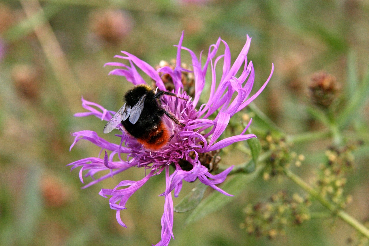 Malvorlage Hummel 7 kreative Designs zum Ausmalen und Entspannen 5 malvorlage hummel