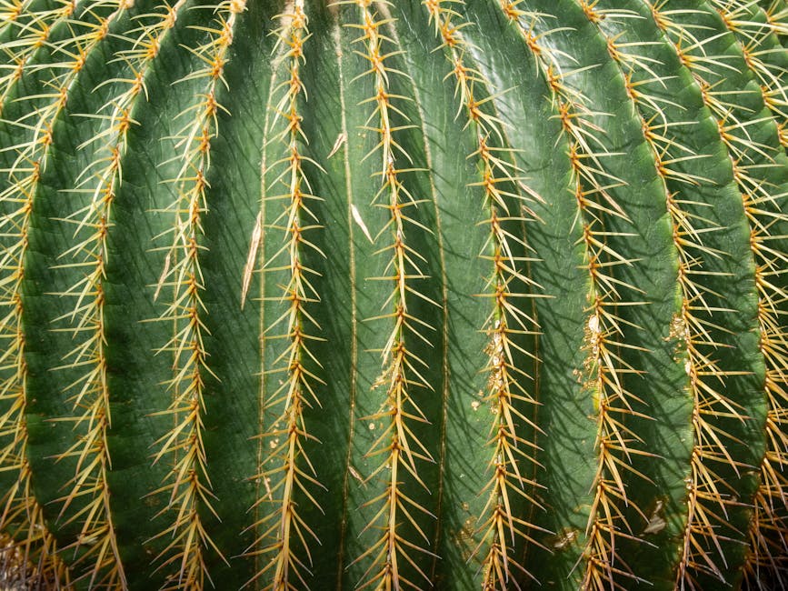 malvorlage spinne